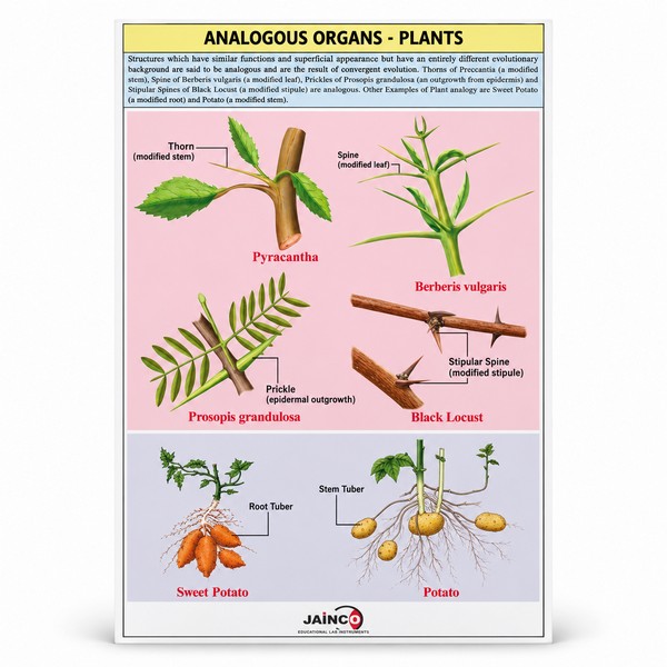 Analogous Organs